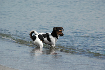 Image showing Water dog