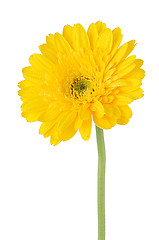 Image showing Yellow gerbera daisy flower