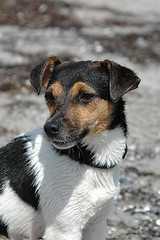 Image showing Wet dog posing