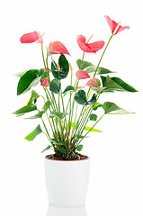 Image showing Beautiful Anthedesia anthurium