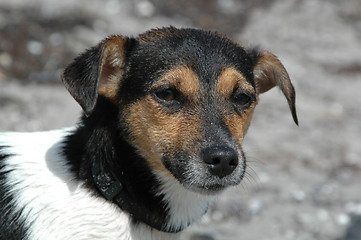 Image showing Wet dog lokking