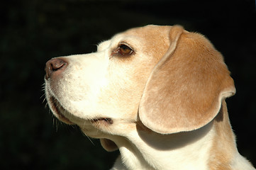 Image showing Dog in profile