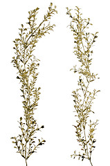 Image showing Christmas decorative golden leaves