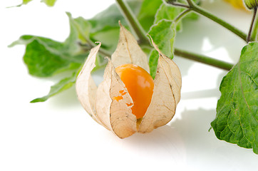 Image showing Physalis