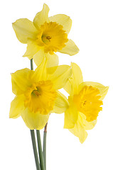 Image showing Jonquil flowers