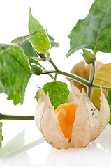 Image showing Physalis