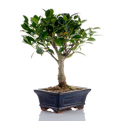 Image showing Chinese green bonsai tree