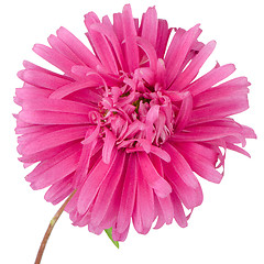 Image showing Pink daisy flower 