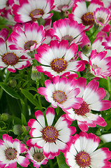 Image showing Beautiful pink flowers and green grass