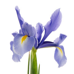 Image showing Purple lily flower