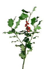 Image showing Christmas holly branch
