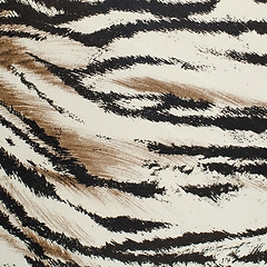 Image showing Tiger skin artificial pattern 