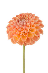 Image showing Orange dahlia flower