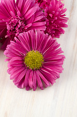 Image showing Pink daisy flowers