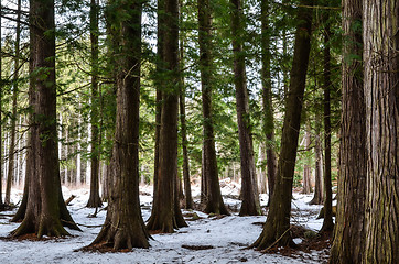 Image showing Group of thuja trees