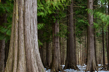 Image showing Big thuja trees