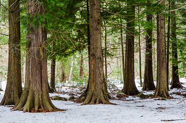 Image showing From the thuja forest