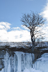 Image showing Lone tree on icy cliffs
