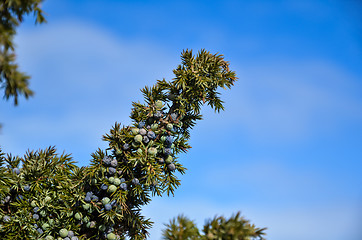 Image showing Juniper berries