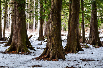 Image showing Thuja trees at winter