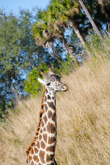 Image showing Giraffe (Giraffa camelopardalis) in South Africa 