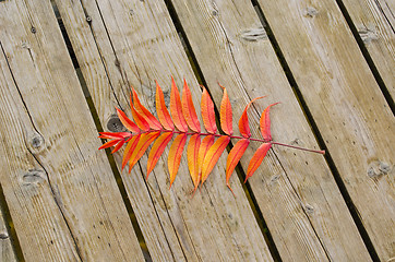 Image showing orange color autumn leaf lie wooden lake bridge 