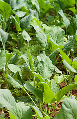 Image showing organic vegetables growing