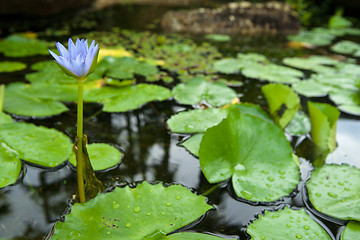 Image showing water lily in pond