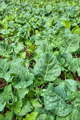 Image showing organic vegetables growing