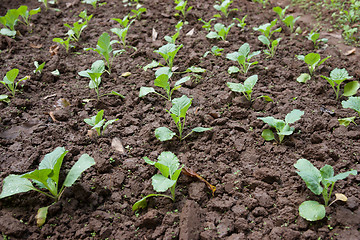 Image showing organic vegetables growing