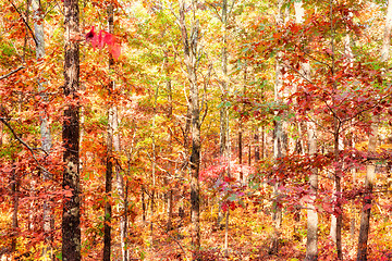 Image showing colors of autumn or fall in forest