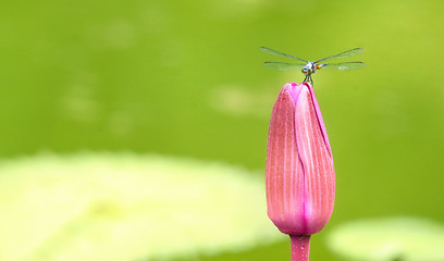 Image showing dragonfly on a lily flower