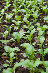 Image showing organic vegetables growing