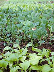 Image showing organic vegetables growing