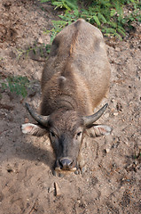 Image showing water buffalo