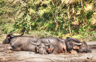 Image showing sleeping water buffalo