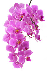 Image showing Orchid