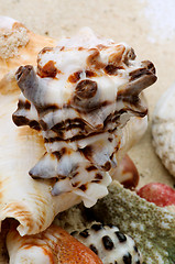 Image showing Conch Shells and Corals Pieces