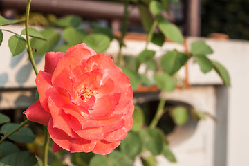 Image showing Beautiful orange rose blossoming in  daylight