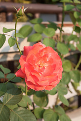 Image showing Beautiful orange rose growing in the garden 