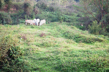 Image showing Cattle grazing in the field