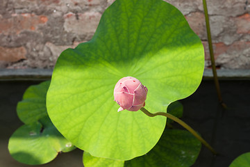 Image showing Fresh lotus bud closeup