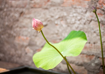 Image showing Fresh lotus bud