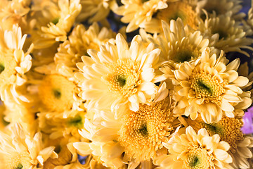 Image showing Fresh yellow florist mum  