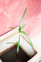 Image showing Home plant in flowerpot 