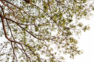 Image showing Looking up at the tree 