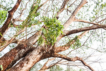 Image showing Lush big green tree with bending and curving branches