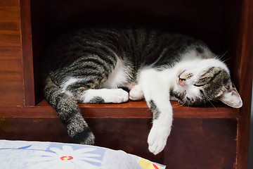 Image showing Siamese cat sleeping 