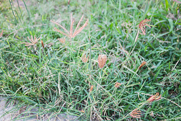 Image showing Summer grass flower 