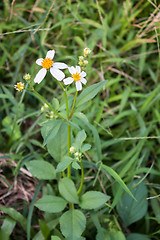 Image showing Summer wildflowers 